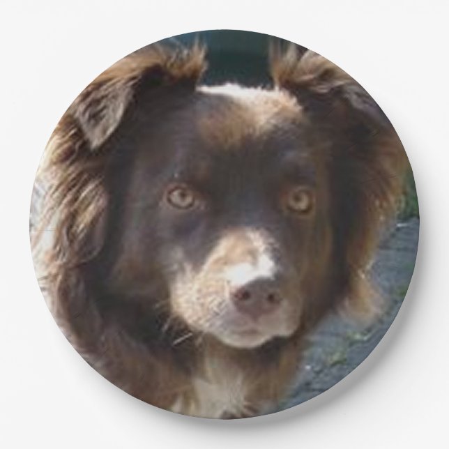 Miniature American Shepherrd Red Tri Paper Plates (Front)