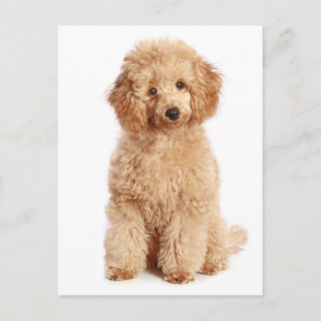 Miniature Apricot Poodle Puppy Dog Blank Postcard (Front)