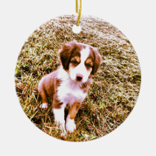 Miniature Australian Shepherd! Mini Aussie Puppy! Ceramic Ornament