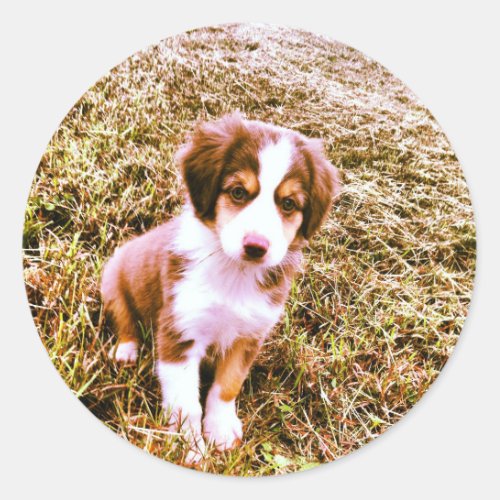 Miniature Australian Shepherd Mini Aussie Puppy Classic Round Sticker