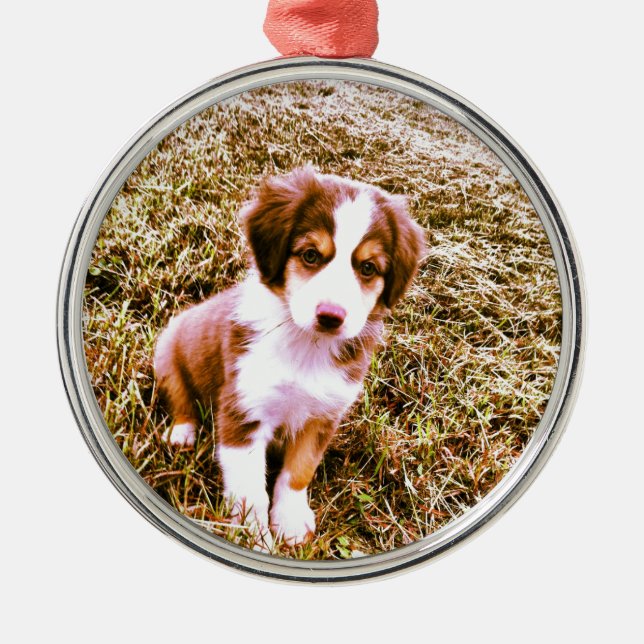 Miniature Australian Shepherd! Mini Aussie Puppy! Metal Ornament (Front)