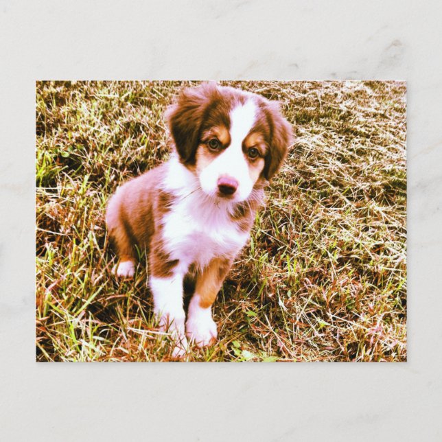 Miniature Australian Shepherd! Mini Aussie Puppy! Postcard (Front)