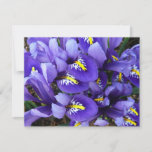 Miniature Blue Irises Spring Floral