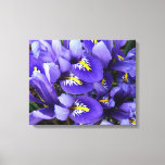 Miniature Blue Irises Spring Floral Canvas Print