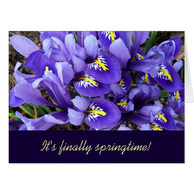 Miniature Blue Irises Spring Floral Card (Front Horizontal)