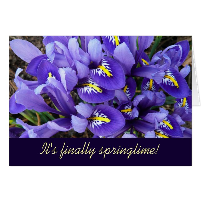 Miniature Blue Irises Spring Floral Cards (Front Horizontal)