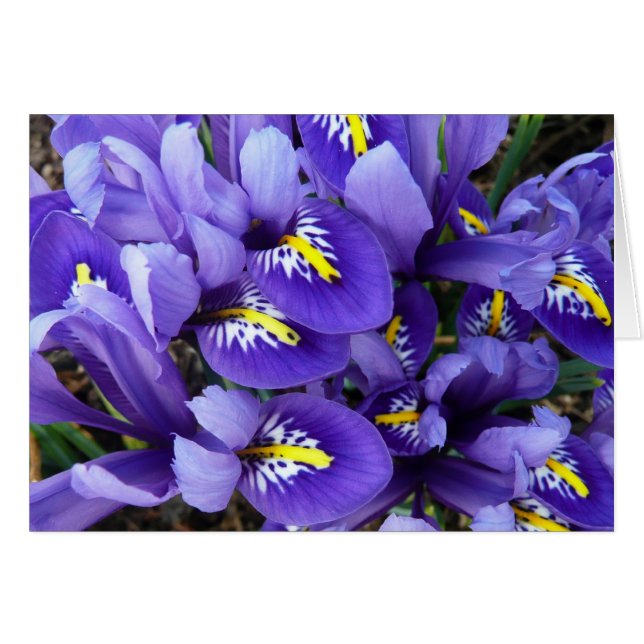 Miniature Blue Irises Spring Floral Cards (Front Horizontal)