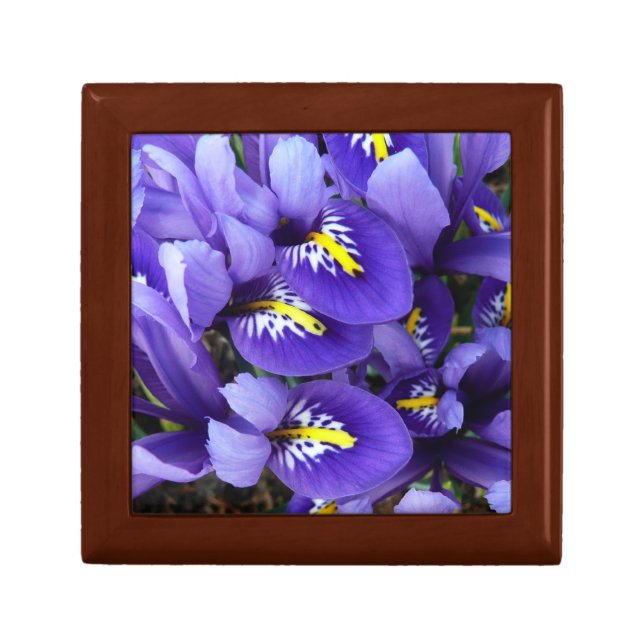Miniature Blue Irises Spring Floral Gift Box (Front)