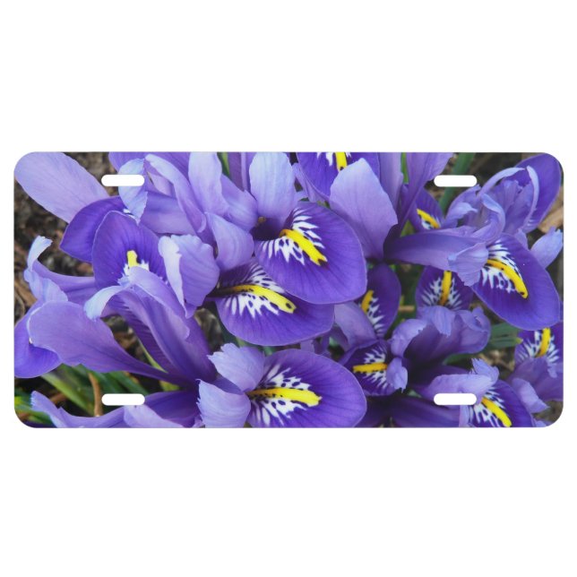 Miniature Blue Irises Spring Floral License Plate (Front)