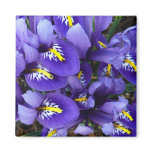 Miniature Blue Irises Spring Floral Magnet