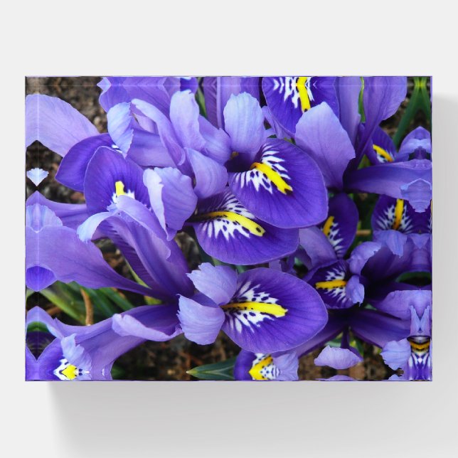 Miniature Blue Irises Spring Floral Paperweight (Front)