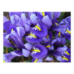 Miniature Blue Irises Spring Floral Photo Print