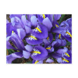 Miniature Blue Irises Spring Floral Postcard