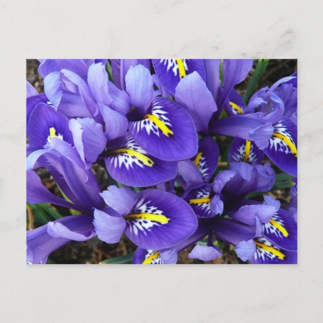 Miniature Blue Irises Spring Floral Postcard (Front)