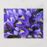 Miniature Blue Irises Spring Floral Postcard