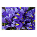 Miniature Blue Irises Spring Floral Poster