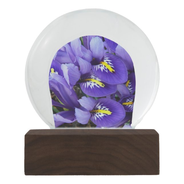 Miniature Blue Irises Spring Floral Snow Globe (Front)