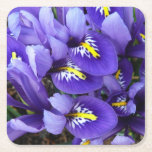 Miniature Blue Irises Spring Floral Square Paper Coaster