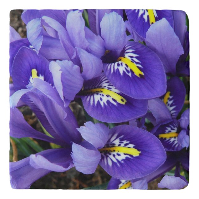 Miniature Blue Irises Spring Floral Trivet (Front)