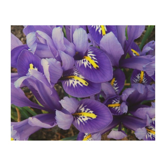 Miniature Blue Irises Spring Floral Wood Wall Art (Front)