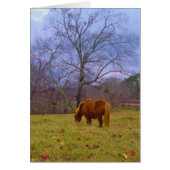 Miniature brown horse blustery sky (Front)