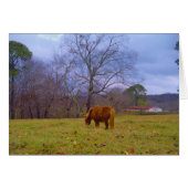 Miniature brown horse blustery sky (Front Horizontal)