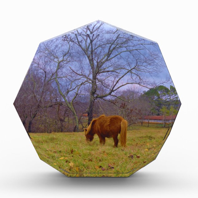 Miniature brown horse blustery sky award (Front)