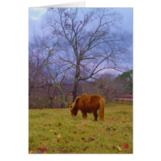 Miniature brown horse blustery sky cards (Front)