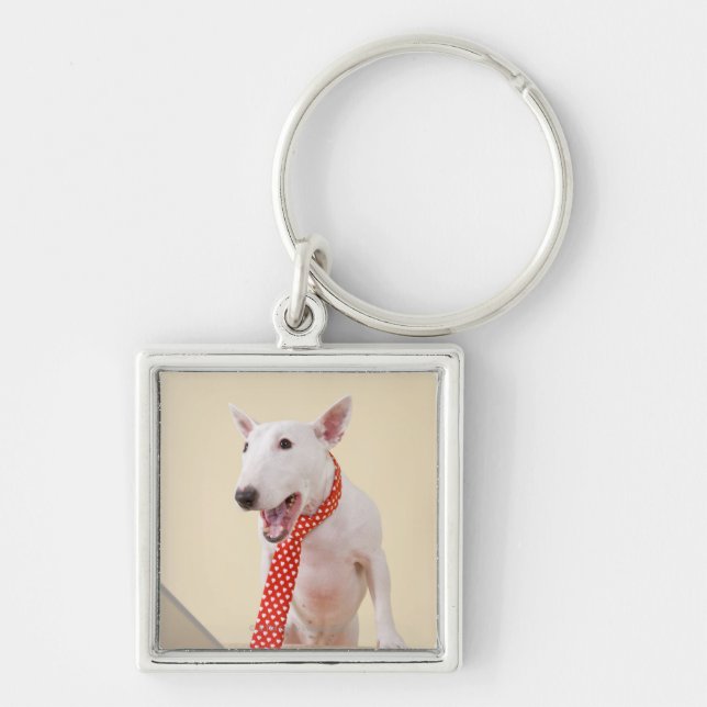 Miniature Bull Terrier looking at laptop, Keychain (Front)