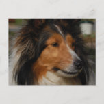 Miniature Collie Postcard