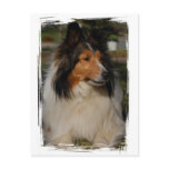 Miniature Collie Postcard
