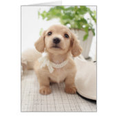 Miniature Dachshund (Front)