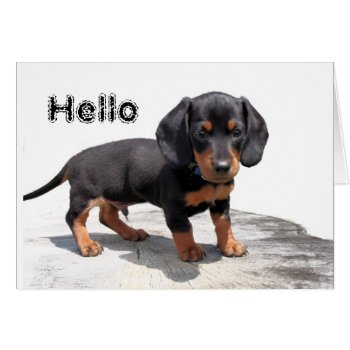 Miniature Dachshund by sharpcreations at Zazzle