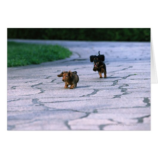 Miniature Dachshund 3 Cards (Front Horizontal)