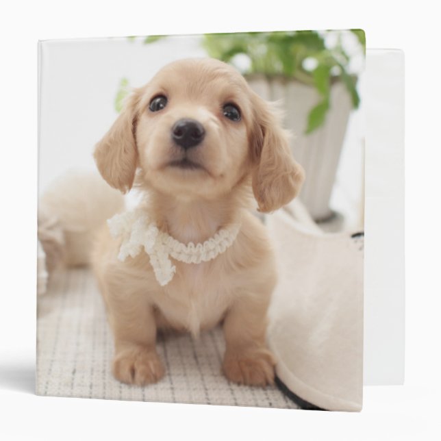 Miniature Dachshund 3 Ring Binder (Front/Inside)