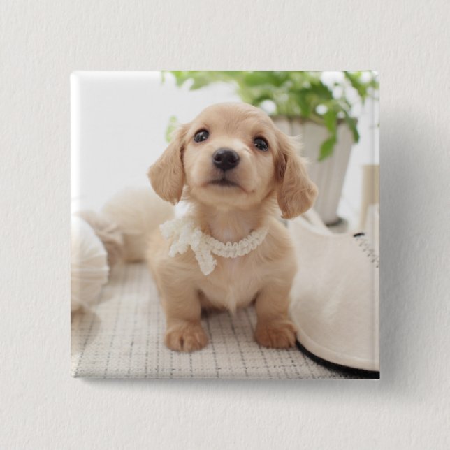 Miniature Dachshund Button (Front)
