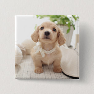 Miniature Dachshund Button