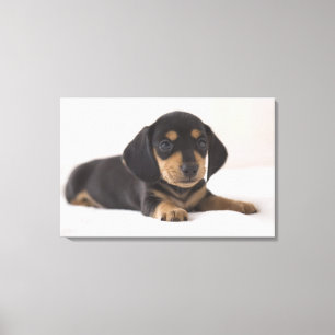 Miniature Dachshund Canvas Print