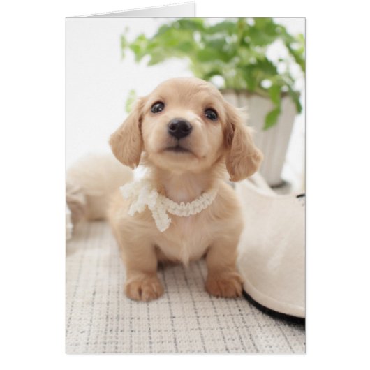 Miniature Dachshund Cards (Front)