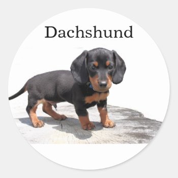 Miniature Dachshund Classic Round Sticker by sharpcreations at Zazzle