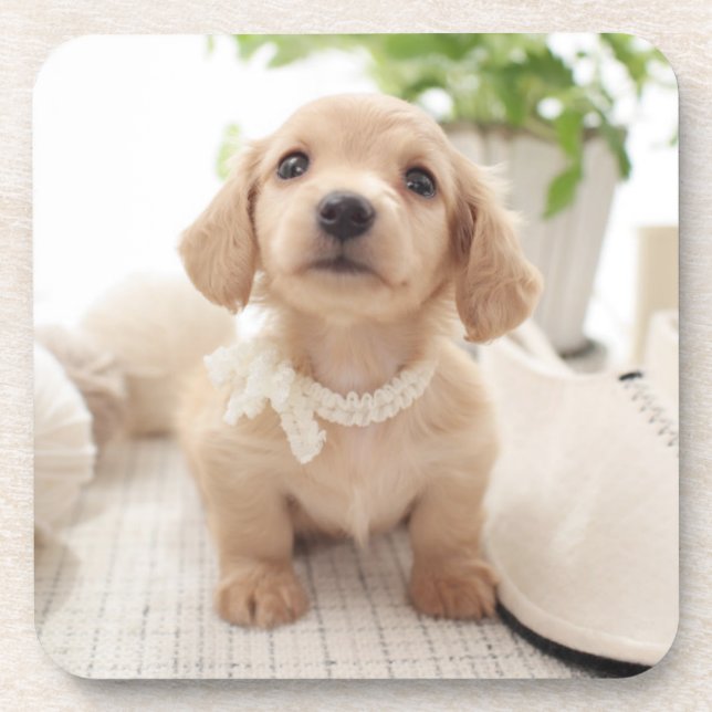 Miniature Dachshund Drink Coaster (Front)