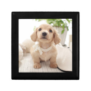 Miniature Dachshund Keepsake Box