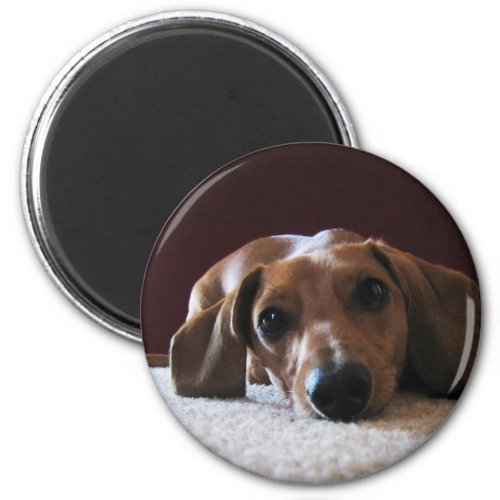 Miniature Dachshund Magnet