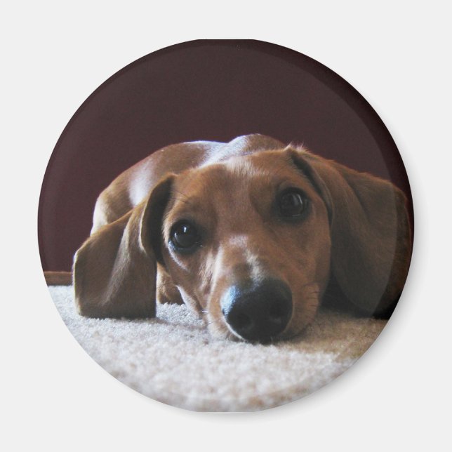 Miniature Dachshund Magnet (Front)