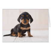 Miniature Dachshund Sitting (Front Horizontal)