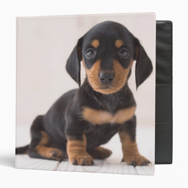 Miniature Dachshund Sitting 3 Ring Binder (Front/Inside)