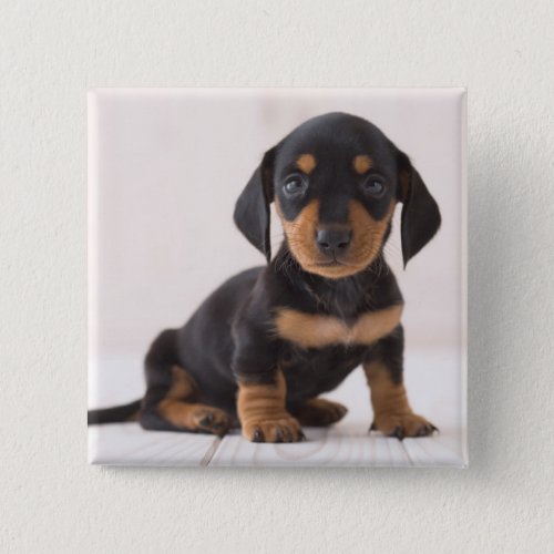 Miniature Dachshund Sitting Button