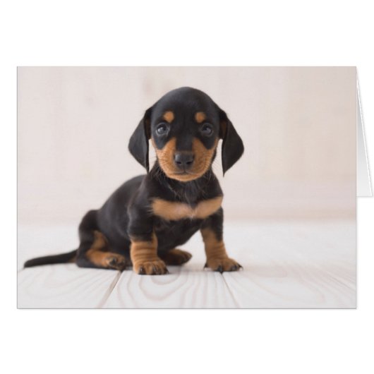Miniature Dachshund Sitting Cards (Front Horizontal)