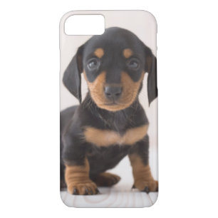 Miniature Dachshund Sitting iPhone 8/7 Case