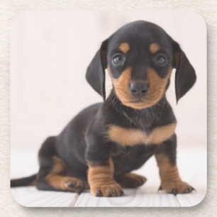 Miniature Dachshund Sitting Coaster